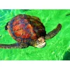 Puzzle La Réunion - Tortue de Mer