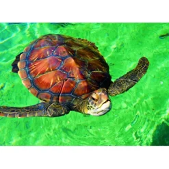Puzzle La Réunion - Tortue de Mer